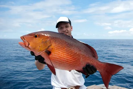 O que é Pargo Vermelho